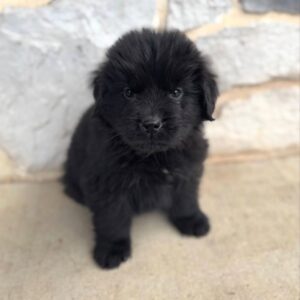 Milo- Male