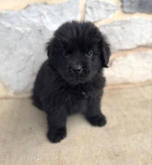 Milo- Male