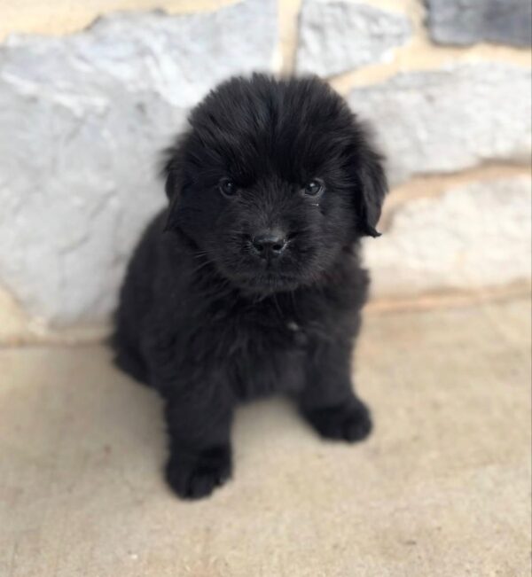 Milo- Male