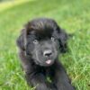 Fletcher - Male