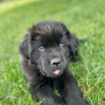 Fletcher - Male