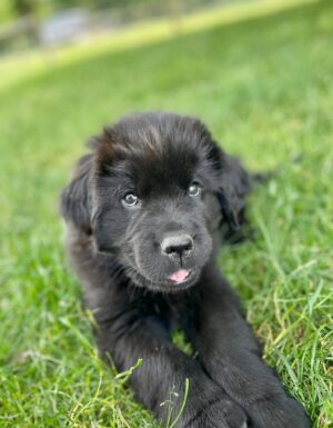 Fletcher - Male