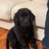 Poppy-female