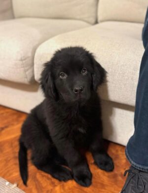 Poppy-female